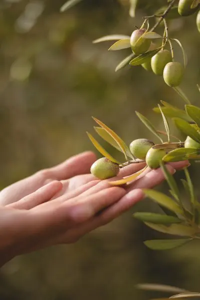Descubre todo sobre el famoso árbol del olivo